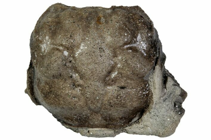 Cretaceous Crab (Dakoticaucer) Fossil - Mississippi #315736
